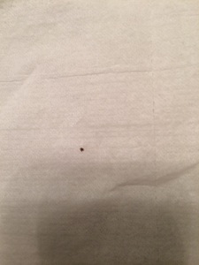 tick